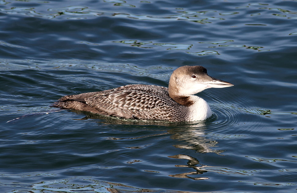 brown and white duck swimming on water, common loon HD wallpaper