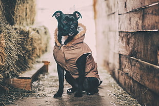 black Pitbull terrier with brown hoodie HD wallpaper