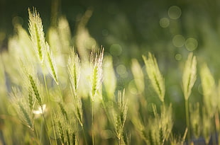 green grass field