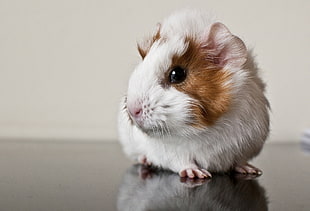 selective photography of guinea pig while on top of gray surface HD wallpaper