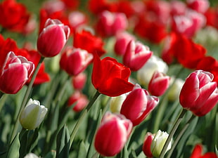 photo of red tulips field HD wallpaper