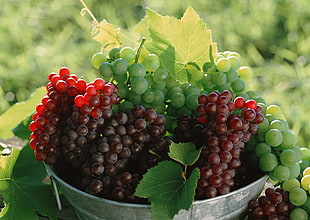 depth of field photography of grapes