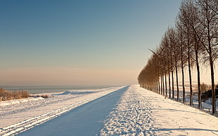 white snow field, winter, snow