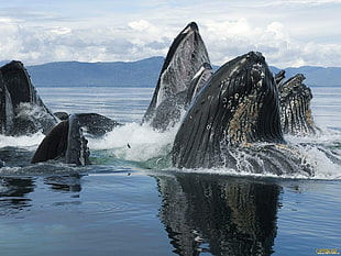 two black and white wooden chairs, whale, sea