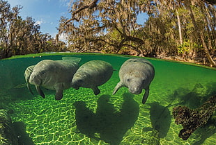 three gray sea cows, animals, split view, manatee