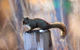 shallow focus photography of gray and brown squirrel