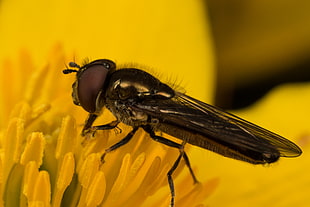 brown fly on yellow flower, hoverfly HD wallpaper