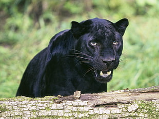 adult black panther, animals, feline, nature, panthers HD wallpaper