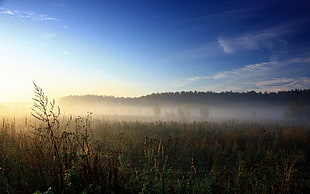 greenfield with thick fogs near forest under cloudless sky during daytime HD wallpaper