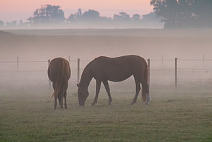 two brown horses at green grass field during daytime HD wallpaper