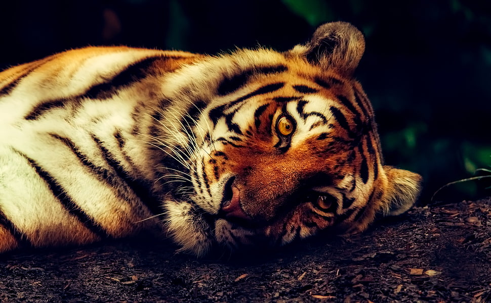 Tiger laying on brown dirt HD wallpaper