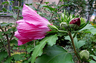 pink petaled flower