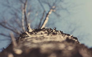 Bark,  Surface,  Light