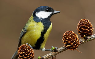 yellow, black and white feather bird on branch HD wallpaper