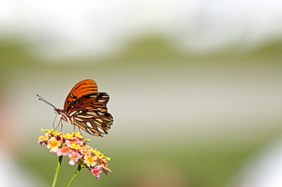 brown, white, and black butterfly perched on yellow flower HD wallpaper