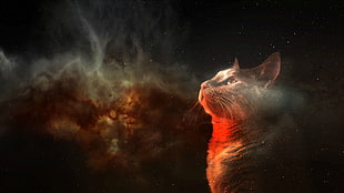 brown tabby cat looking upward graphic wallpaper, cat, space, digital art, animals HD wallpaper