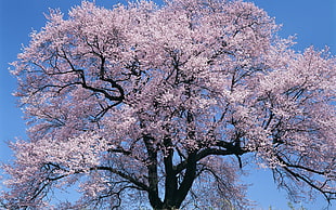 pink and black cherry blossom tree HD wallpaper