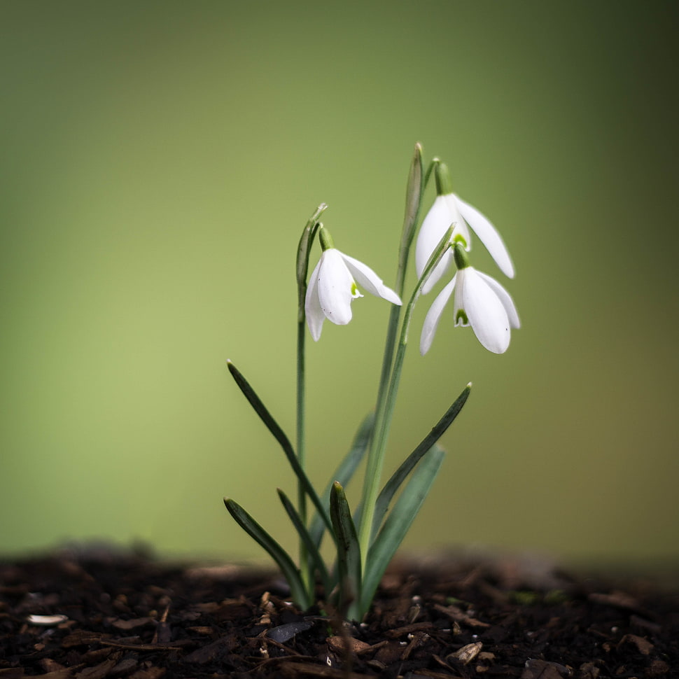 macro photography of white petal flower plant HD wallpaper