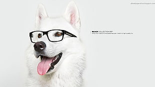 white dog and black framed eyeglasses, artwork, dog, animals, commercial HD wallpaper