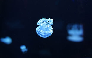 blue micro jellyfish, jellyfish, sea, underwater HD wallpaper