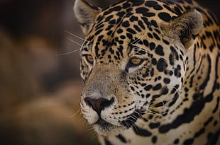 adult leopard, Jaguar, Muzzle, Predator HD wallpaper