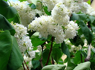 closeup photo of white petaled flowers