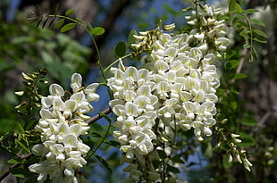 white Wisteria flowers closeup photography HD wallpaper