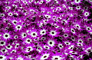 purple and white flowers