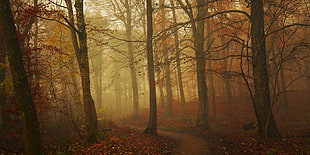 forest during misty golden hour HD wallpaper