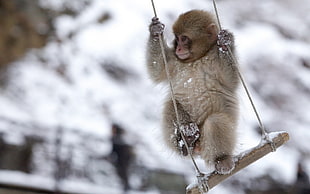 photo of gray monkey in brown wooden swing HD wallpaper
