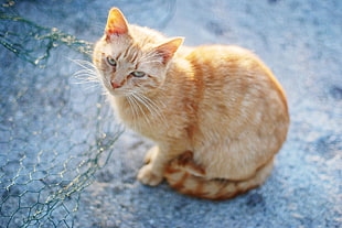 orange Tabby cat