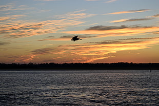silhouette of bird flying above ocean at sunset HD wallpaper