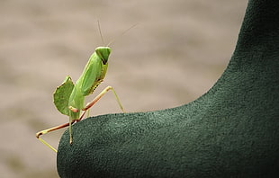 macro photo of green mantis on green textile HD wallpaper