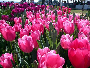 pink tulips field HD wallpaper