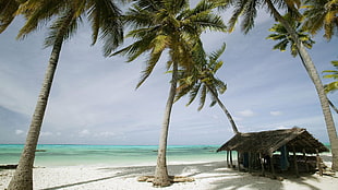 white sand beach, palm trees, sea HD wallpaper