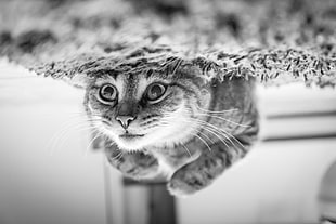 gray tabby cat, cat, animals, nature, monochrome