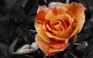 orange rose selective color photography HD wallpaper