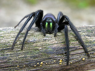 black spider on brown tree branch, segestria florentina