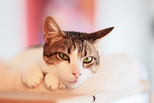 selective focus photography of brown tabby cat