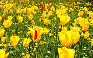 yellow Rose flower garden