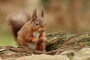 brown squirrel