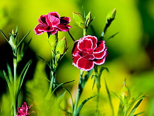 two red roses HD wallpaper