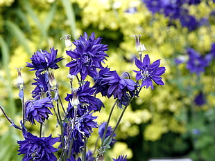 focus photography of cluster blue petaled flowers