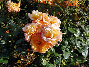 top view shot of yellow and white flowers with green leaves