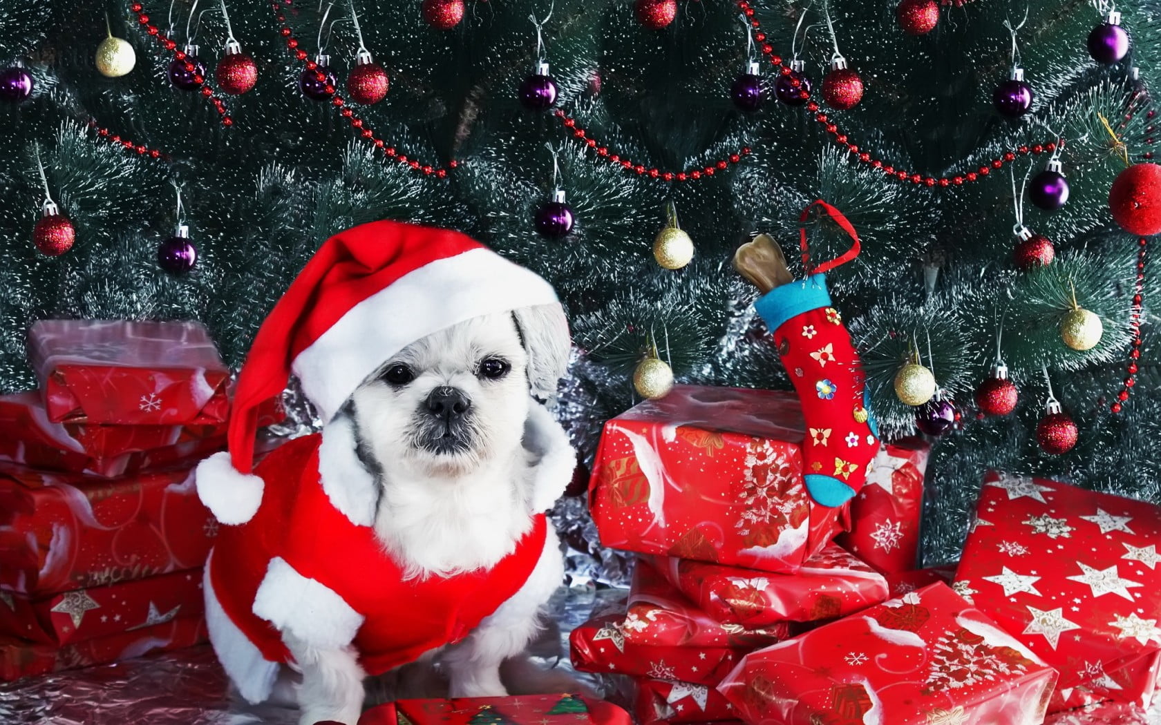 white dog with christmas hat near christmas tree