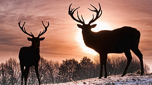 two silhouette of deers HD wallpaper