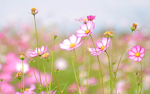 pink Cosmos flower field in selective photo at daytime HD wallpaper