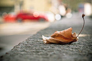 selective focus photograph of withered leaf