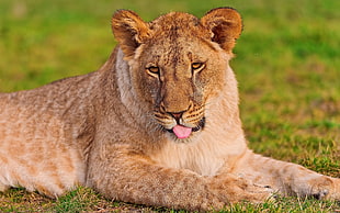 lioness on green grass