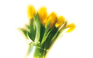 bundle of yellow tulips HD wallpaper
